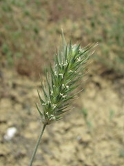 Eremopyrum orientale