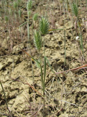 Eremopyrum orientale