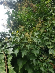 Hedera