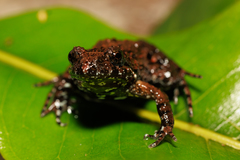 Uperoleia laevigata