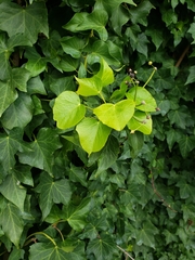 Hedera