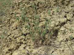 Eremopyrum orientale