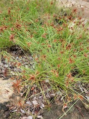 Cyperus rupestris