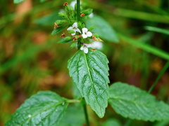 Mentha laxiflora
