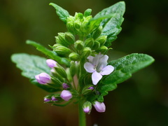 Mentha laxiflora
