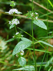 Mentha laxiflora