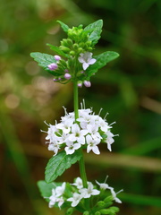 Mentha laxiflora