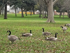 Branta canadensis