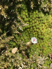Drosera murfetii