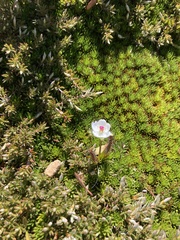 Drosera murfetii