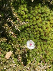 Drosera murfetii