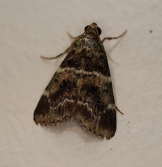 Orthaga atribasalis