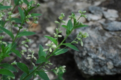 Ditaxis aphoroides