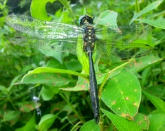 Somatochlora exuberata