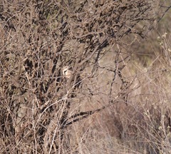 Rhodophoneus cruentus