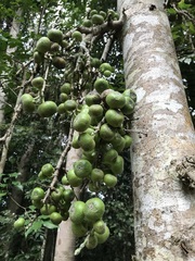 Ficus copiosa