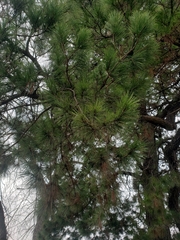 Pinus