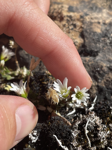 Image of Bering Sea Chickweed (Cerastium beeringianum) by (c) rosaceae_roberts, some rights reserved (CC BY)