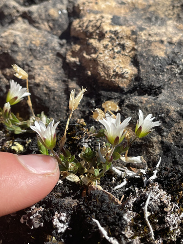 Image of Cerastium beeringianum by (c) rosaceae_roberts, some rights reserved (CC BY)