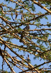 Melaniparus albiventris