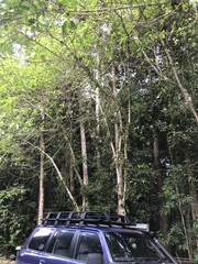 Ficus copiosa