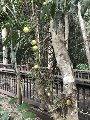 Ficus copiosa