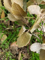 Quercus agrifolia