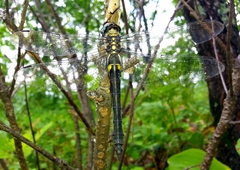 Somatochlora exuberata