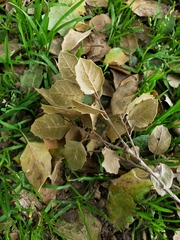 Quercus agrifolia