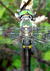 Somatochlora exuberata