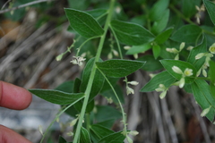 Ditaxis aphoroides