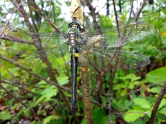 Somatochlora exuberata