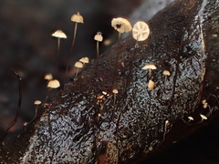 Cryptomarasmius