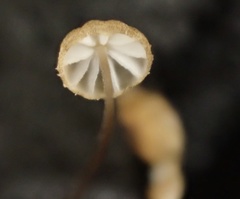 Cryptomarasmius