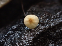 Cryptomarasmius