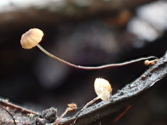 Cryptomarasmius