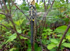 Somatochlora exuberata