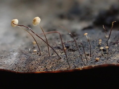 Cryptomarasmius