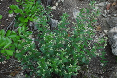 Ditaxis aphoroides