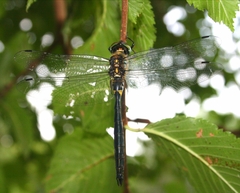 Somatochlora exuberata
