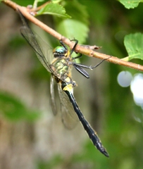 Somatochlora exuberata