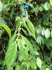Lasianthus hispidulus