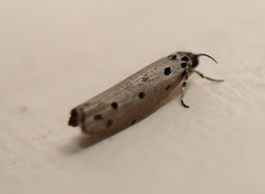 Ethmia heptasema