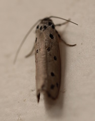 Ethmia heptasema