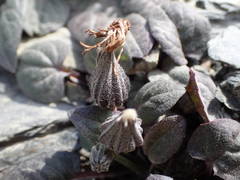 Crepis pygmaea