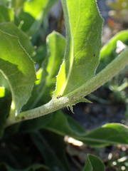 Crepis albida