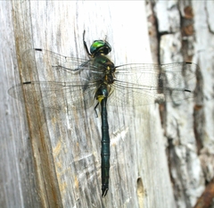 Somatochlora exuberata