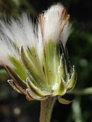 Crepis albida