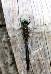 Somatochlora exuberata