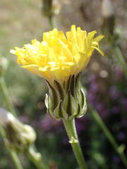 Crepis albida